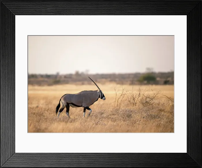 Framed Print : Oryx, Kalahari Desert, Botswana Framed Print : Oryx, Kalahari Desert, Botswana