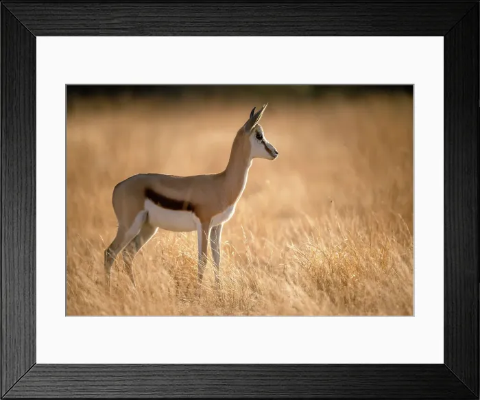 Framed Print : Springbok, Kalahari Desert, Botswana Framed Print : Springbok, Kalahari Desert, Botswana