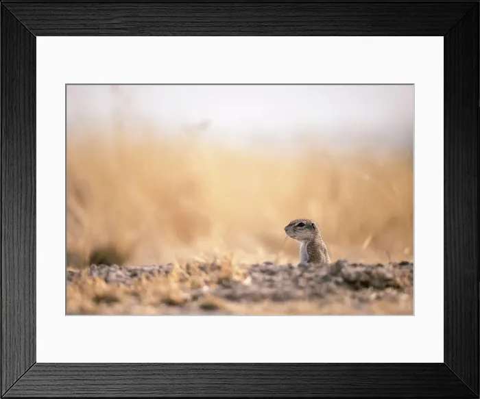 Framed Print : Ground Squirrel, Kalahari Desert, Botswana Framed Print : Ground Squirrel, Kalahari Desert, Botswana