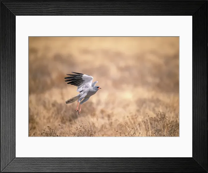 Framed Print : Goshawk, Kalahari Desert, Botswana Framed Print : Goshawk, Kalahari Desert, Botswana