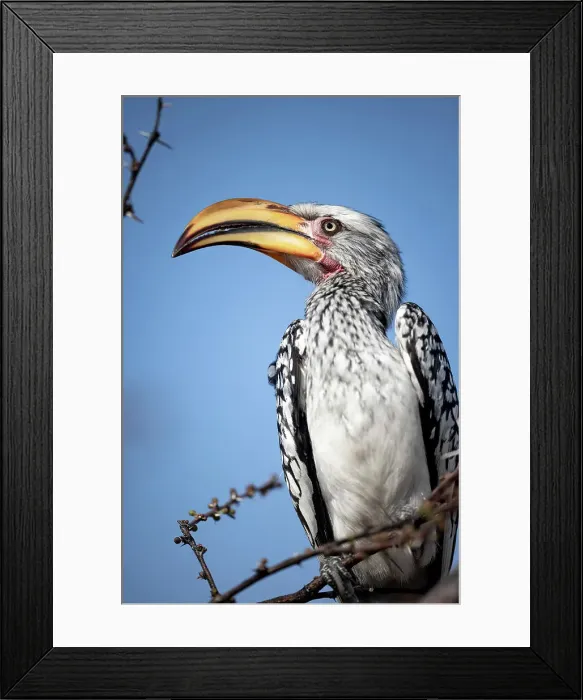 Framed Print : Hornbill, Kalahari Desert, Botswana Framed Print : Hornbill, Kalahari Desert, Botswana