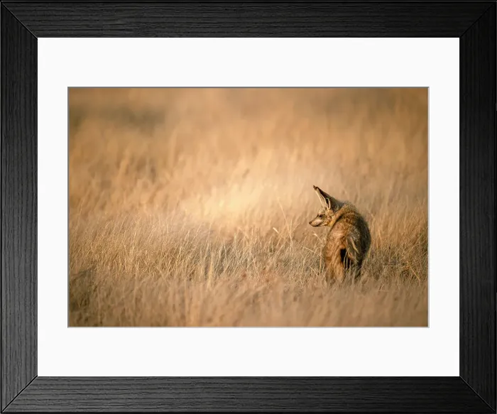 Framed Print : Bat Eared Fox, Kalahari Desert, Botswana Framed Print : Bat Eared Fox, Kalahari Desert, Botswana