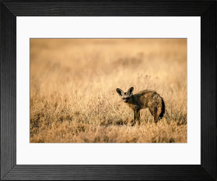 Framed Print : Bat Eared Fox, Kalahari Desert, Botswana Framed Print : Bat Eared Fox, Kalahari Desert, Botswana