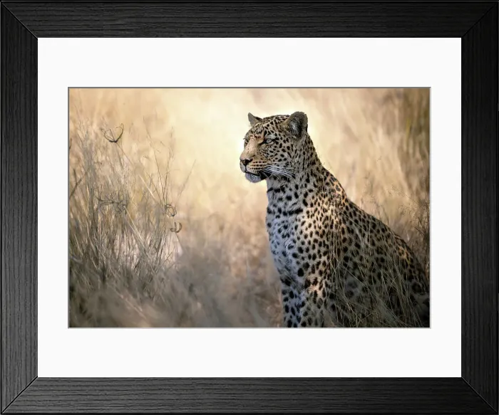 Framed Print : Leopard, Kalahari Desert, Botswana Framed Print : Leopard, Kalahari Desert, Botswana