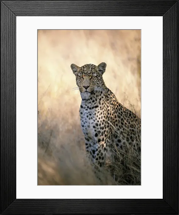 Framed Print : Leopard, Kalahari Desert, Botswana Framed Print : Leopard, Kalahari Desert, Botswana