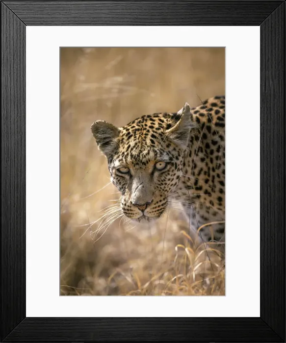 Framed Print : Leopard, Kalahari Desert, Botswana Framed Print : Leopard, Kalahari Desert, Botswana