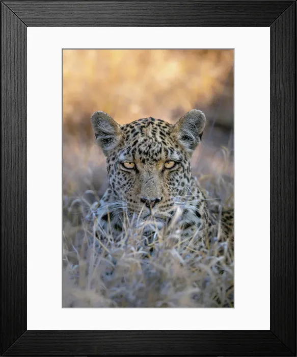 Framed Print : Leopard, Kalahari Desert, Botswana Framed Print : Leopard, Kalahari Desert, Botswana