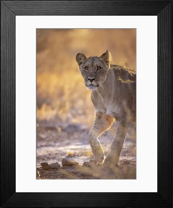 Framed Print : Lion, Kalahari Desert, Botswana Framed Print : Lion, Kalahari Desert, Botswana