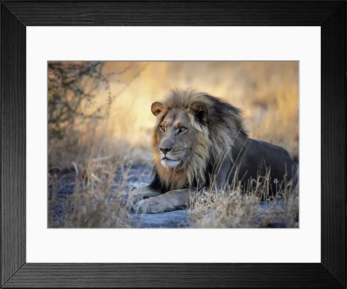 Framed Print : Male Lion, Kalahari Desert, Botswana Framed Print : Male Lion, Kalahari Desert, Botswana