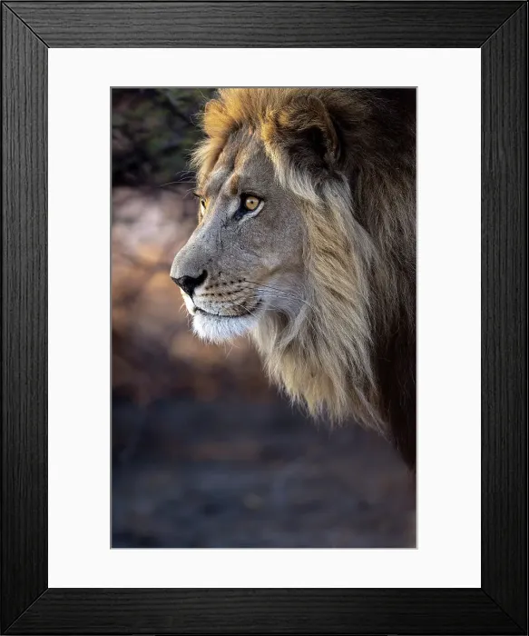 Framed Print : Male Lion, Kalahari Desert, Botswana Framed Print : Male Lion, Kalahari Desert, Botswana