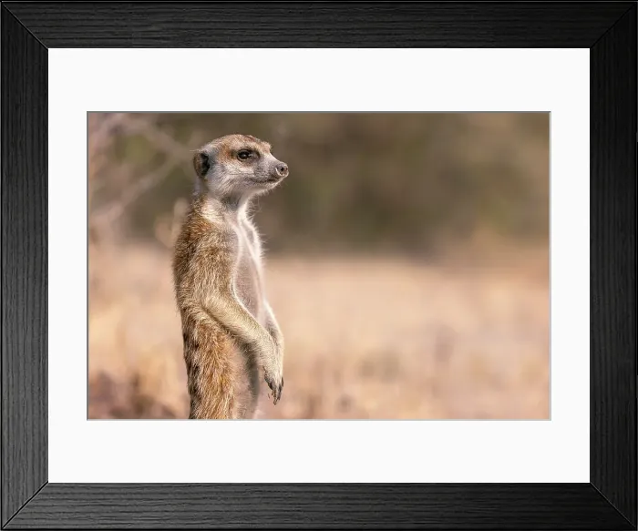 Framed Print : Meerkat, Kalahari Desert, Botswana Framed Print : Meerkat, Kalahari Desert, Botswana
