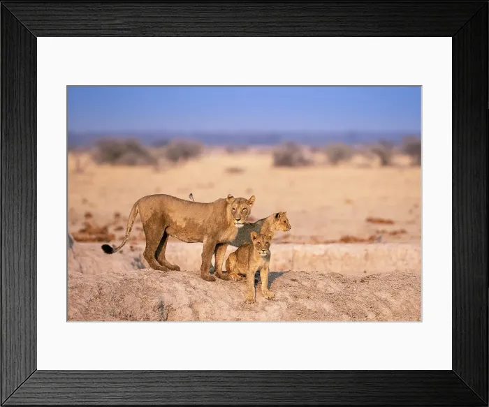 Framed Print : Lioness and cubs, Kalahari Desert, Botswana Framed Print : Lioness and cubs, Kalahari Desert, Botswana