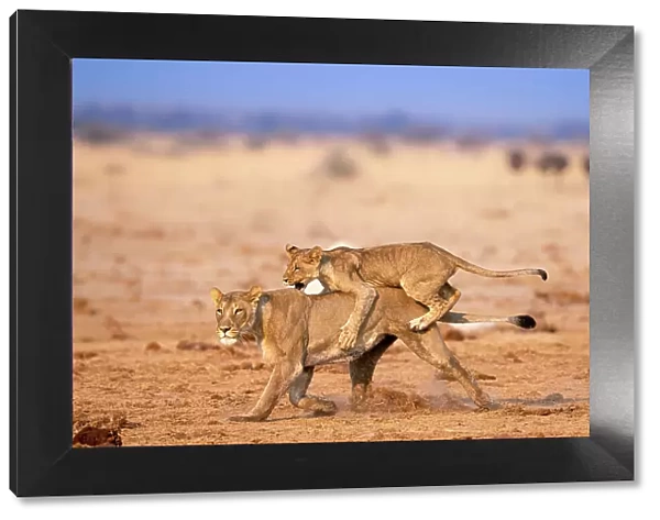 Lion cub playing with mother, Kalahari Desert, Botswana