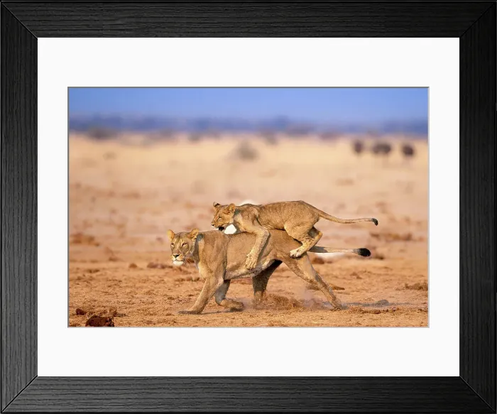 Framed Print : Lion cub playing with mother, Kalahari Desert, Botswana Framed Print : Lion cub playing with mother, Kalahari Desert, Botswana