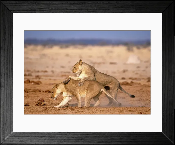 Framed Print : Lionesses playing, Kalahari Desert, Botswana Framed Print : Lionesses playing, Kalahari Desert, Botswana