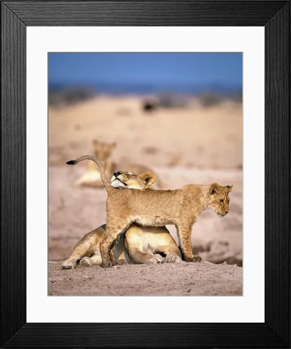 Framed Print : Lioness and cub, Kalahari Desert, Botswana Framed Print : Lioness and cub, Kalahari Desert, Botswana