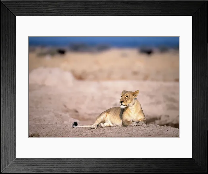 Framed Print : Lion, Kalahari Desert, Botswana Framed Print : Lion, Kalahari Desert, Botswana