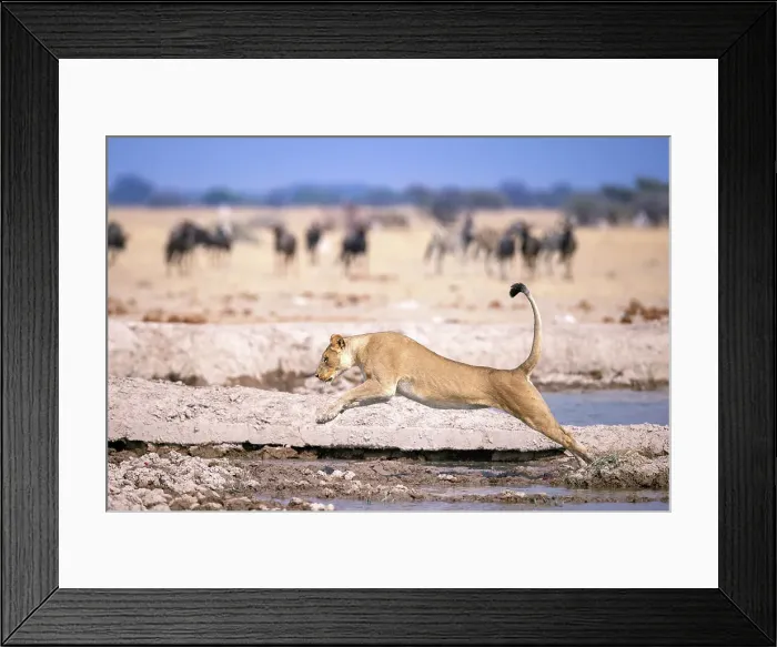 Framed Print : Lioness jumping over water, Kalahari Desert, Botswana Framed Print : Lioness jumping over water, Kalahari Desert, Botswana