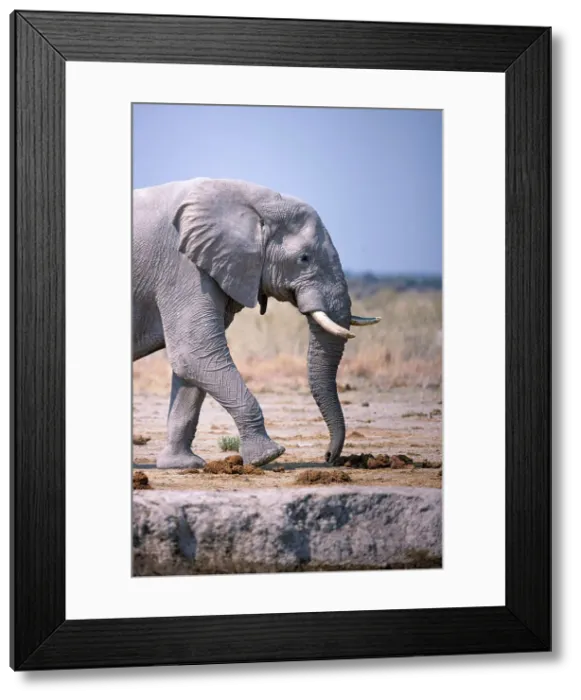 Framed Print : Elephant, Nxai Pan National Park, Botswana Framed Print : Elephant, Nxai Pan National Park, Botswana