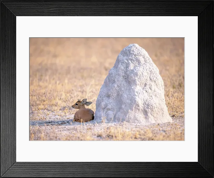 Framed Print : Steenbok, Nxai Pan National Park, Botswana Framed Print : Steenbok, Nxai Pan National Park, Botswana
