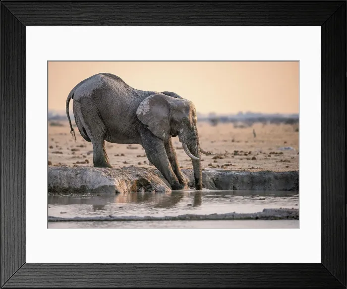 Framed Print : Elephant in water, Nxai Pan National Park, Botswana Framed Print : Elephant in water, Nxai Pan National Park, Botswana