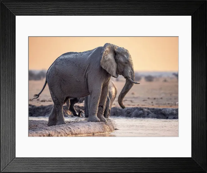 Framed Print : Elephant at waterhole, Nxai Pan National Park, Botswana Framed Print : Elephant at waterhole, Nxai Pan National Park, Botswana