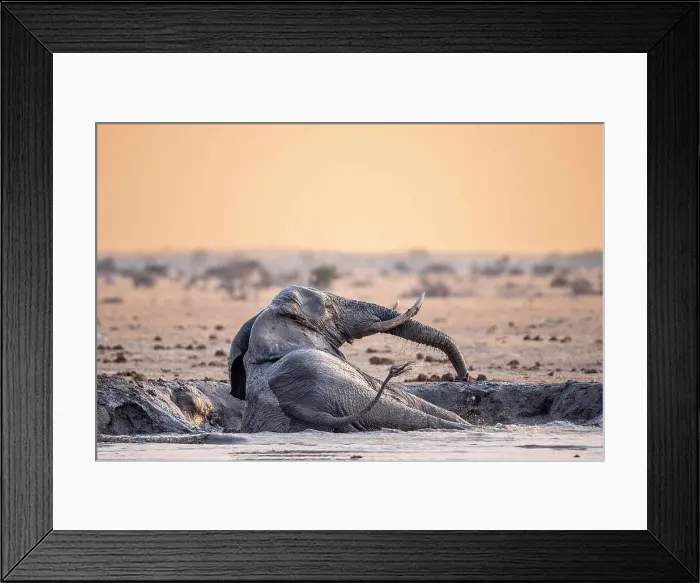 Framed Print : Elephant bathing in water, Nxai Pan National Park, Botswana
