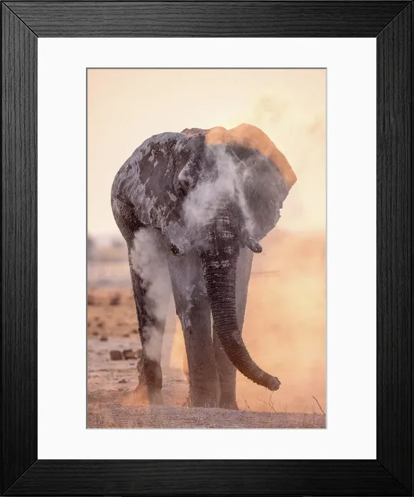 Framed Print : Elephant dust bathing, Nxai Pan National Park, Botswana Framed Print : Elephant dust bathing, Nxai Pan National Park, Botswana