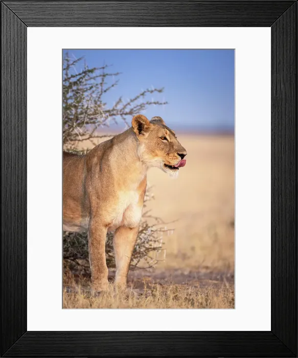 Framed Print : Lion, Kalahari Desert, Botswana Framed Print : Lion, Kalahari Desert, Botswana