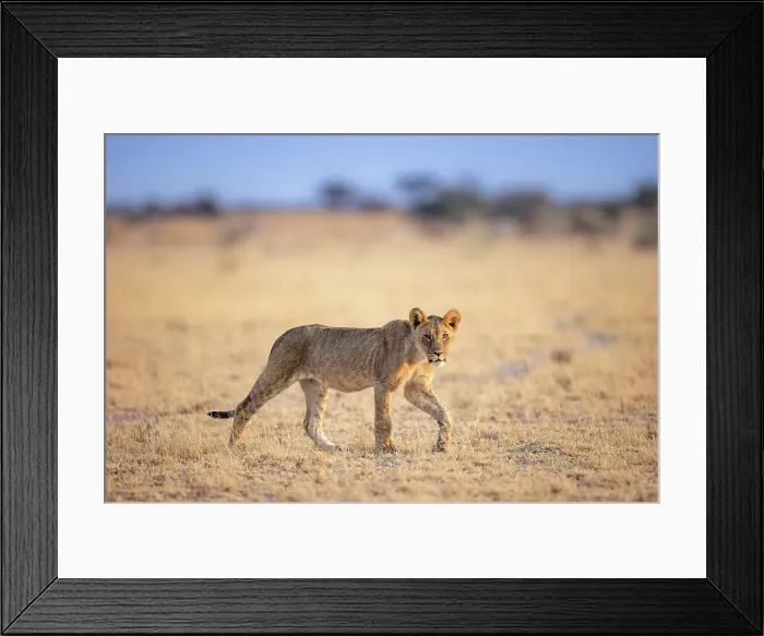 Framed Print : Lion cub, Kalahari Desert, Botswana Botswana Framed Print : Lion cub, Kalahari Desert, Botswana Botswana