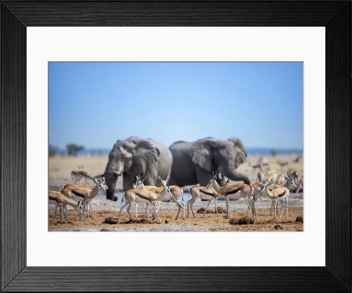 Framed Print : Sprinbok and Elephant at waterhole, Nxai Pan National Park, Botswana Framed Print : Sprinbok and Elephant at waterhole, Nxai Pan National Park, Botswana
