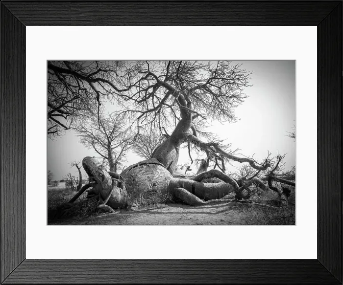 Framed Print : Baines Baobabs, Nxai Pan National Park, Botswana Framed Print : Baines Baobabs, Nxai Pan National Park, Botswana