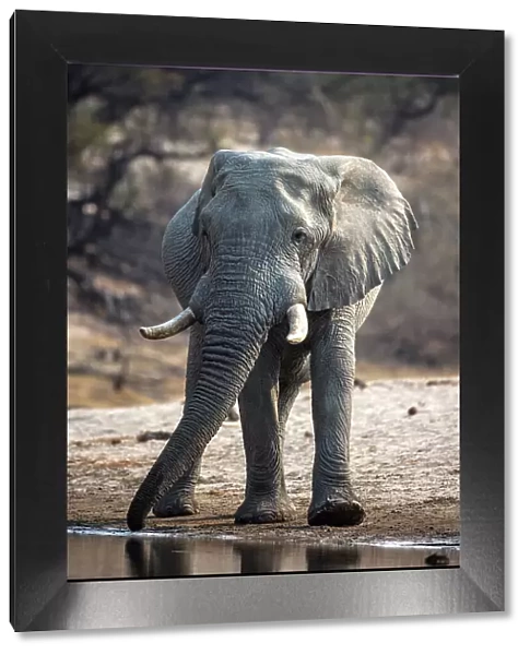 Elephant drinking, Boteti River, Botswana