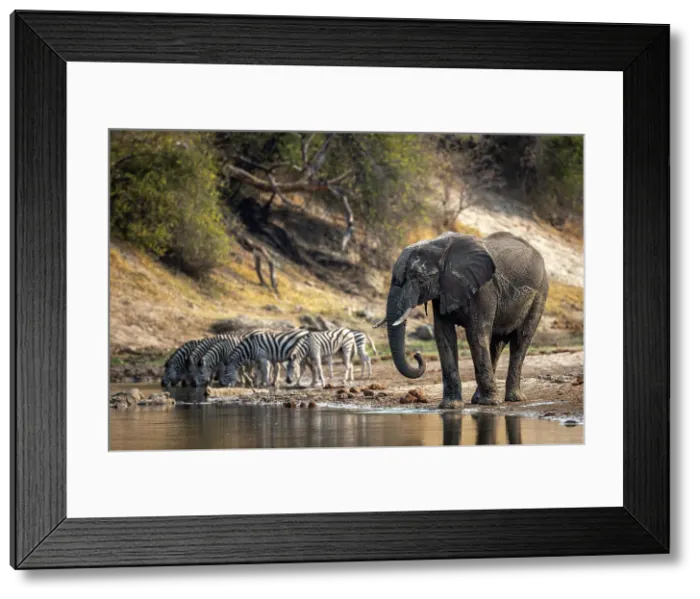 Framed Print : Elephant and zebra drinking, Boteti River, Botswana Framed Print : Elephant and zebra drinking, Boteti River, Botswana