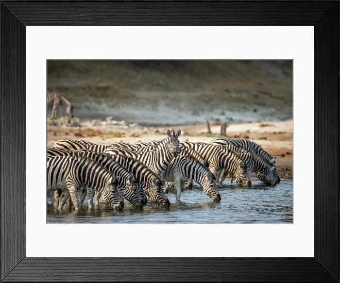 Framed Print : Zebra drinking, Boteti River, Botswana Framed Print : Zebra drinking, Boteti River, Botswana