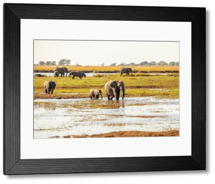 Framed Print : Elephants, Chobe National Park, Botswana, Africa Framed Print : Elephants, Chobe National Park, Botswana, Africa