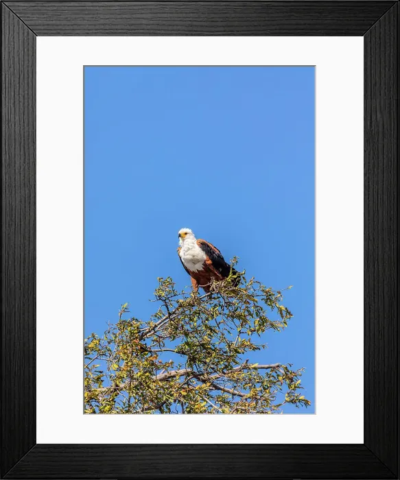 Framed Print : African Fish Eagle, Chobe National Park, Botswana, Africa