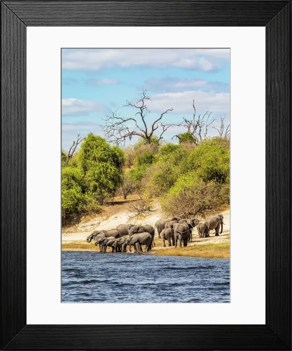 Framed Print : Elephants, Chobe National Park, Botswana, Africa Framed Print : Elephants, Chobe National Park, Botswana, Africa