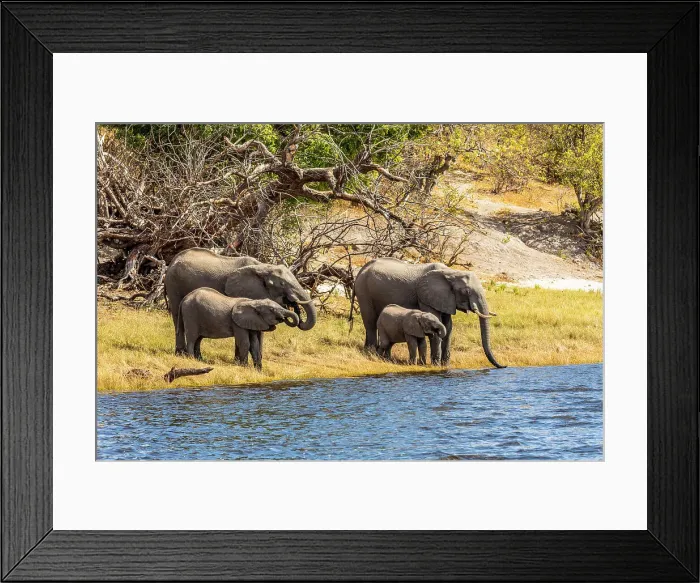 Framed Print : Elephants, Chobe National Park, Botswana, Africa Framed Print : Elephants, Chobe National Park, Botswana, Africa
