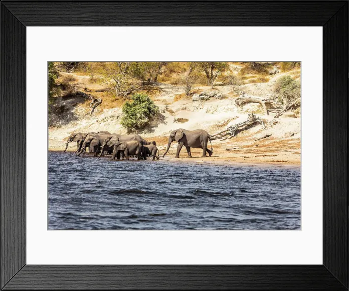 Framed Print : Elephants, Chobe National Park, Botswana, Africa Framed Print : Elephants, Chobe National Park, Botswana, Africa