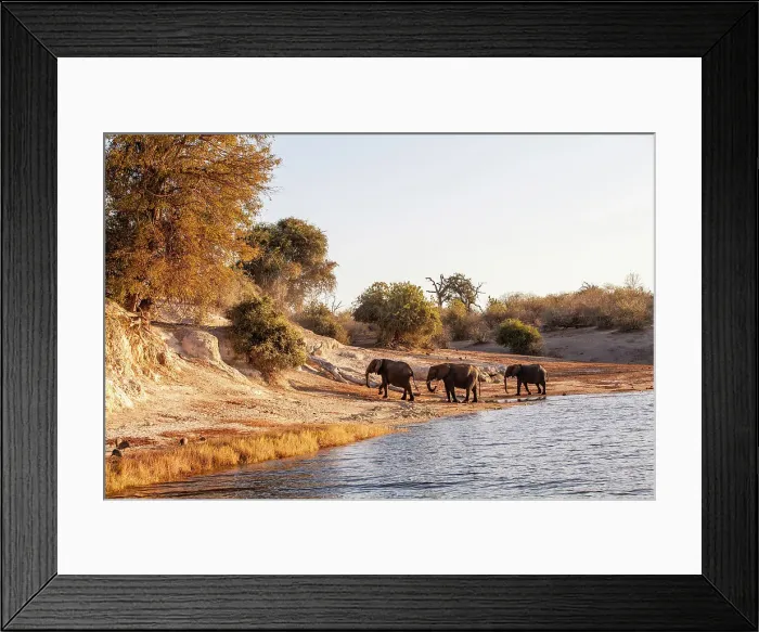 Framed Print : Elephants, Chobe National Park, Botswana, Africa Framed Print : Elephants, Chobe National Park, Botswana, Africa