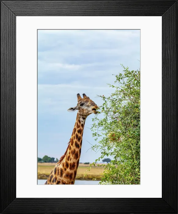 Framed Print : Giraffe, Chobe National Park, Botswana, Africa Framed Print : Giraffe, Chobe National Park, Botswana, Africa