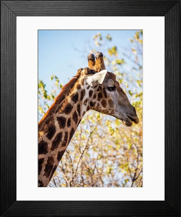 Framed Print : Giraffe, Chobe National Park, Botswana, Africa Framed Print : Giraffe, Chobe National Park, Botswana, Africa