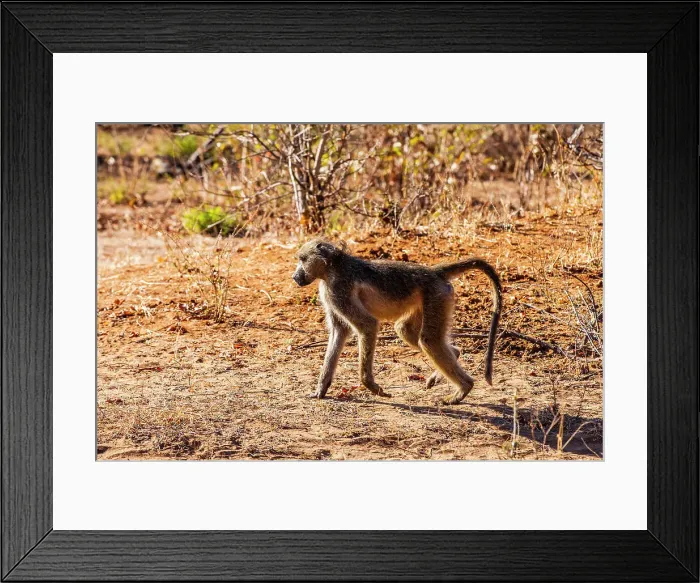 Framed Print : Baboon, Chobe National Park, Botswana, Africa Framed Print : Baboon, Chobe National Park, Botswana, Africa