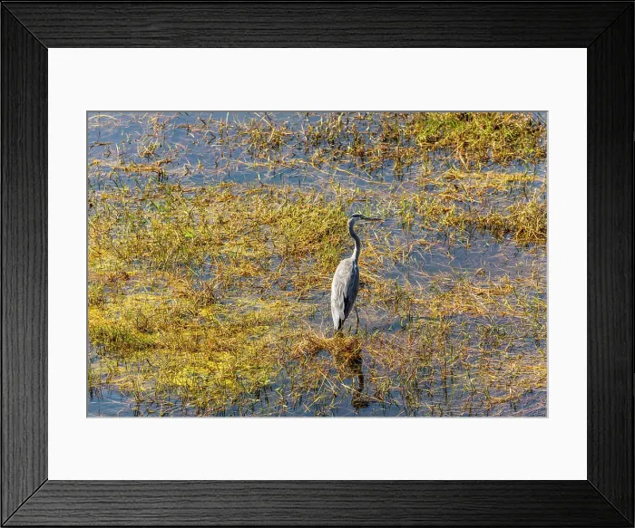 Framed Print : Grey Heron, Makgadikgadi Pans National Park, Makadikadi Basin, Boteti River, Botswana, Africa Framed Print : Grey Heron, Makgadikgadi Pans National Park, Makadikadi Basin, Boteti River, Botswana, Africa