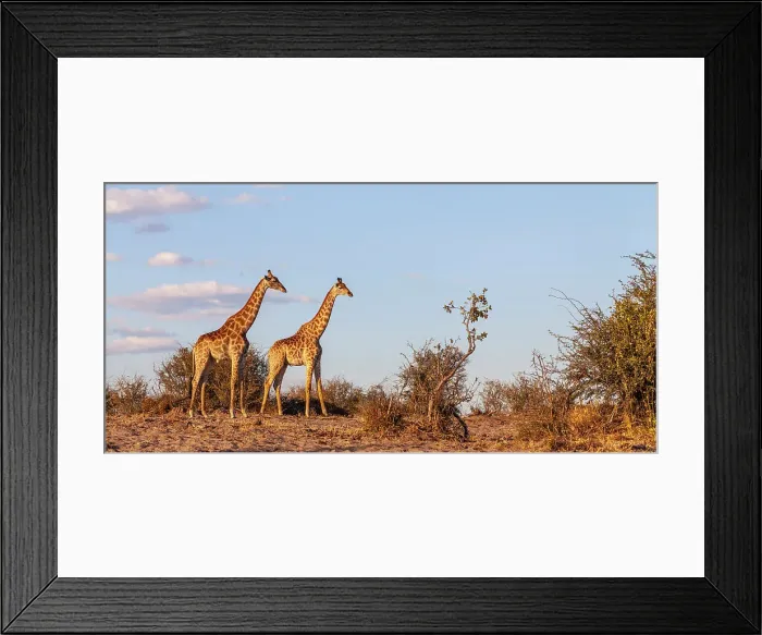 Framed Print : Makgadikgadi Pans National Park, Makadikadi Basin, Boteti River, Botswana, Africa Framed Print : Makgadikgadi Pans National Park, Makadikadi Basin, Boteti River, Botswana, Africa