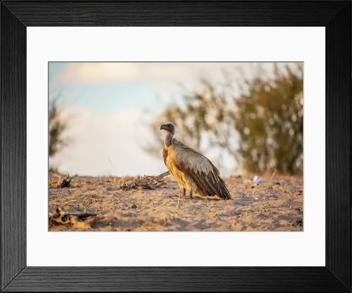 Framed Print : White backed vulture, Makgadikgadi Pans National Park, Makadikadi Basin, Boteti River, Botswana, Africa Framed Print : White backed vulture, Makgadikgadi Pans National Park, Makadikadi Basin, Boteti River, Botswana, Africa