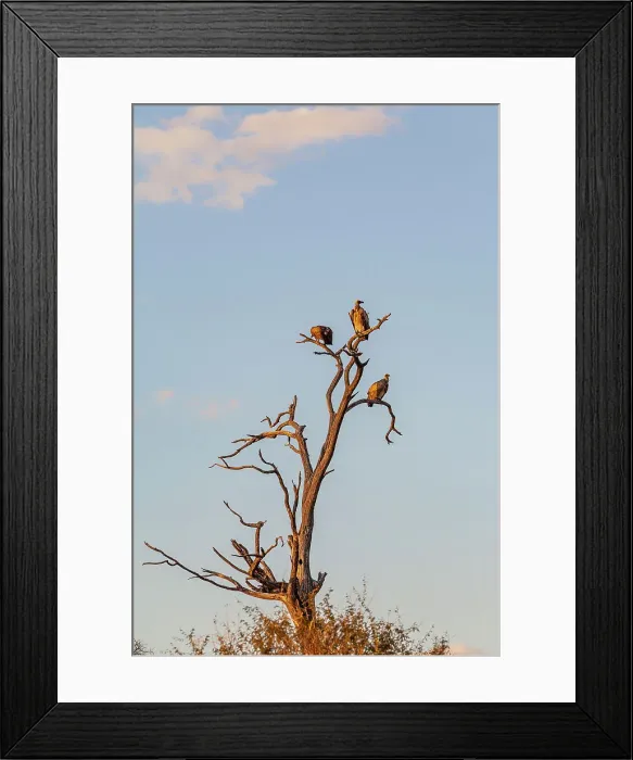 Framed Print : White backed vultures, Makgadikgadi Pans National Park, Makadikadi Basin, Boteti River, Botswana, Africa Framed Print : White backed vultures, Makgadikgadi Pans National Park, Makadikadi Basin, Boteti River, Botswana, Africa