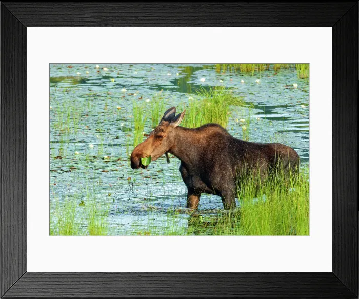 Framed Print : Moose (Alces alces) feeding in wetland Algonquin Provincial Park, Ontario, Canada Framed Print : Moose (Alces alces) feeding in wetland Algonquin Provincial Park, Ontario, Canada