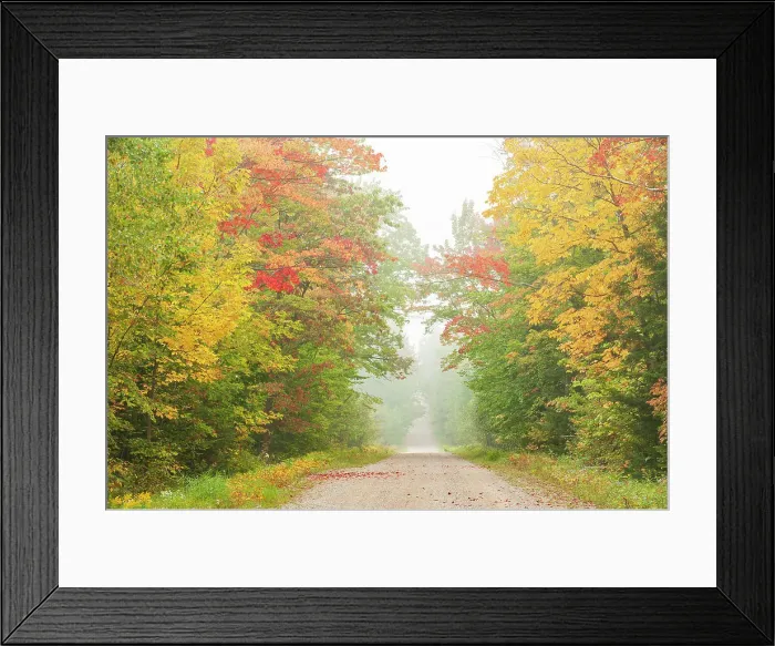 Framed Print : Country road in Hardwood forest in autumn with fog St. Joseph's Island, Ontario, Canada Framed Print : Country road in Hardwood forest in autumn with fog St. Joseph's Island, Ontario, Canada